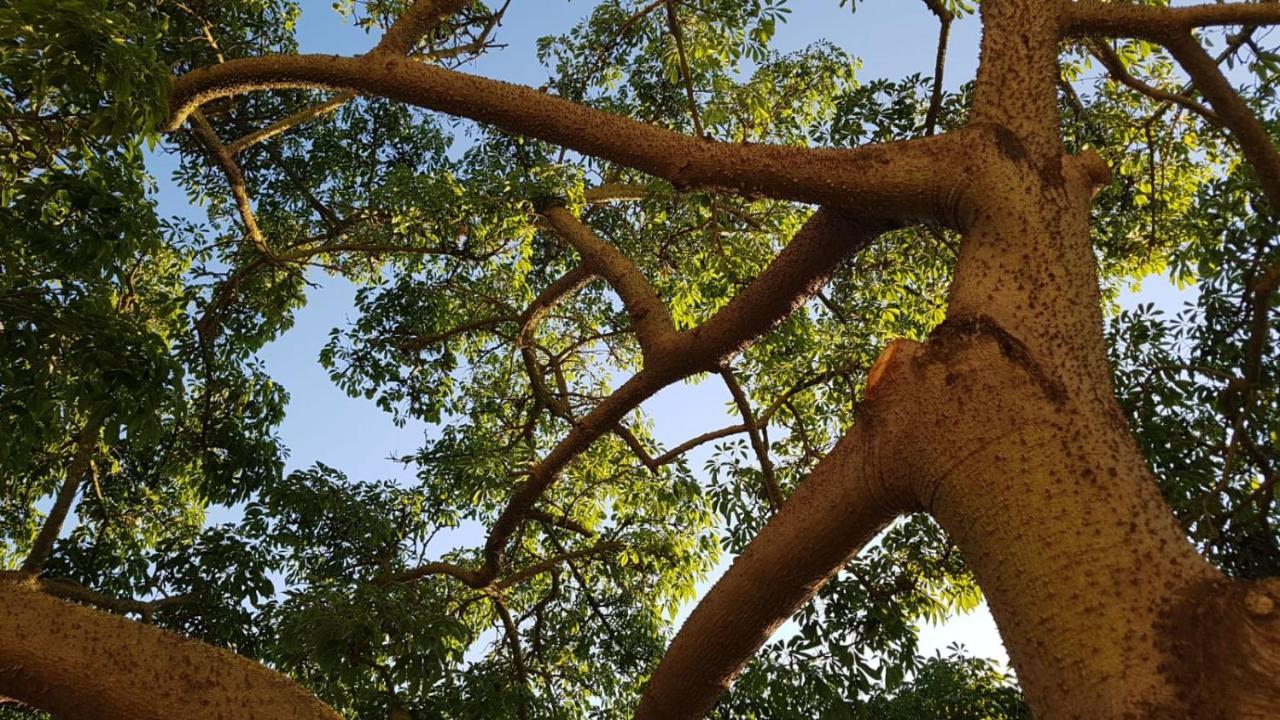 カプチオ・パエストゥム La Ceiba Speciosa Bed & Breakfast エクステリア 写真