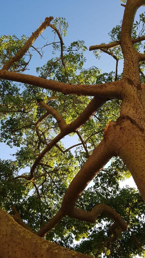 カプチオ・パエストゥム La Ceiba Speciosa Bed & Breakfast エクステリア 写真